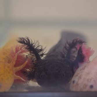Baby-Axolotls