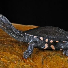 Baby-Longneck-Turtle