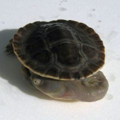 Broadshell-Turtle